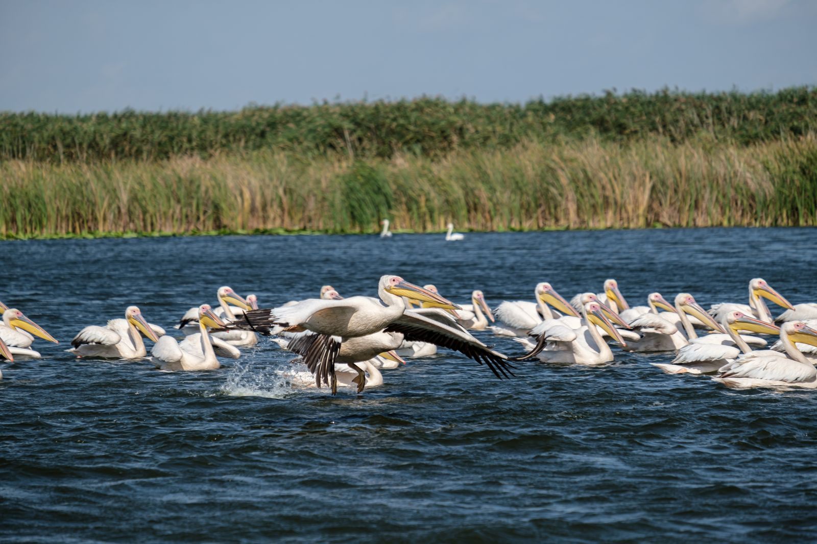 Great white pelicans taking off from the water in the Danube Delta, Romania, a highlight of Black Sea river cruises